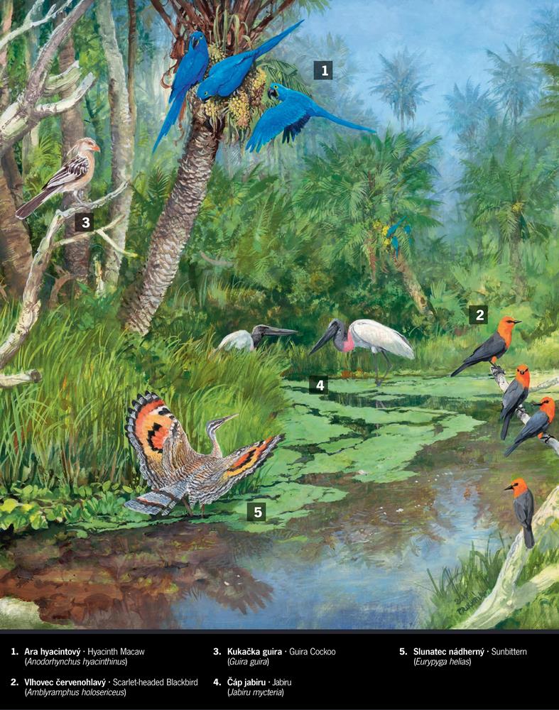 Ilustrace: Pavel Procházka