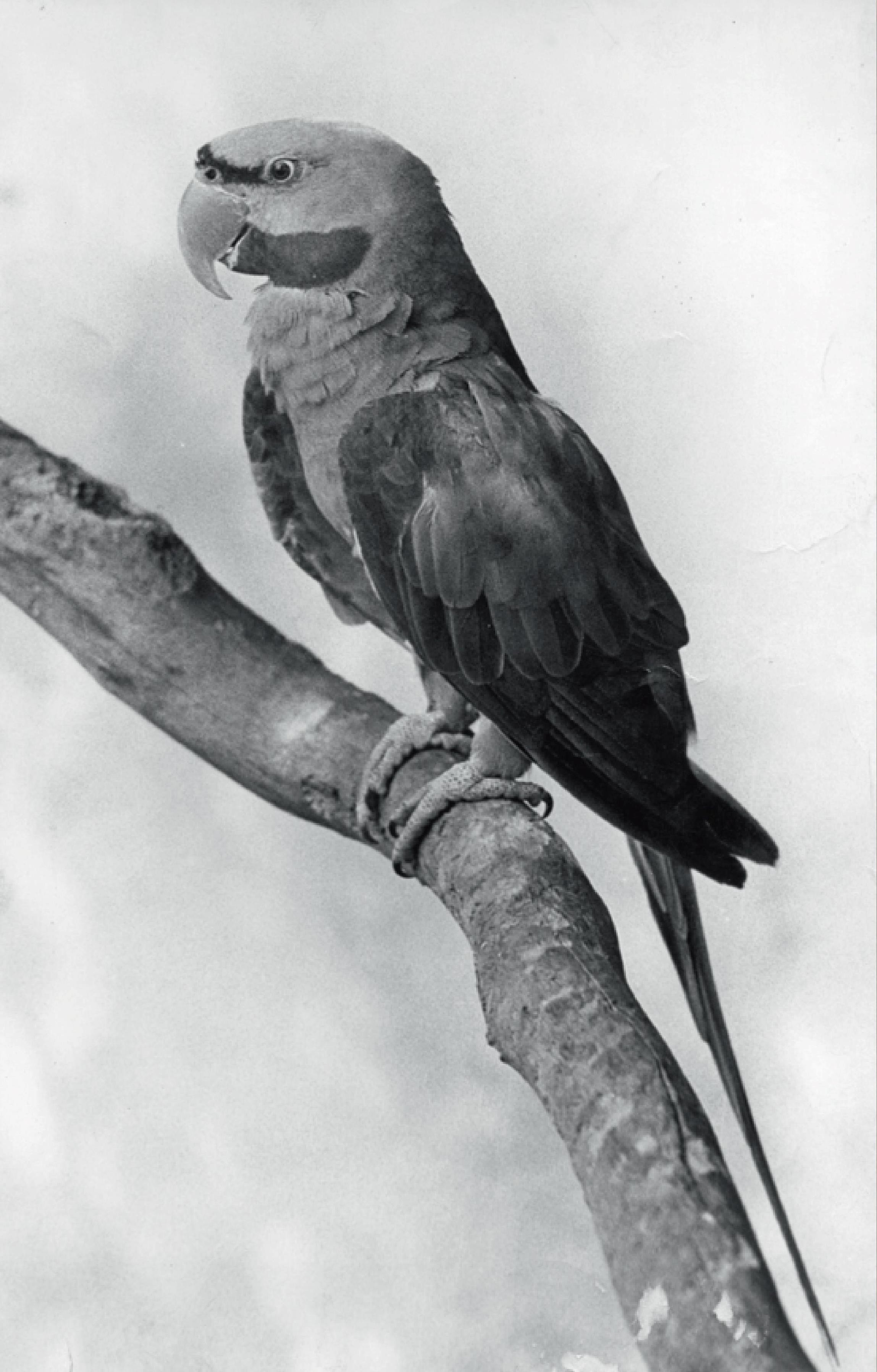 Alexandr čínský, foto: Archiv Zoo Praha
