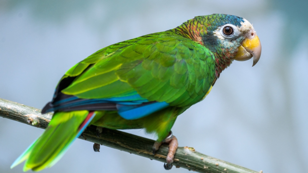 AMAZOŇAN JAMAJSKÝ (Amazona collaria), foto: Petr Hamerník, Zoo Praha