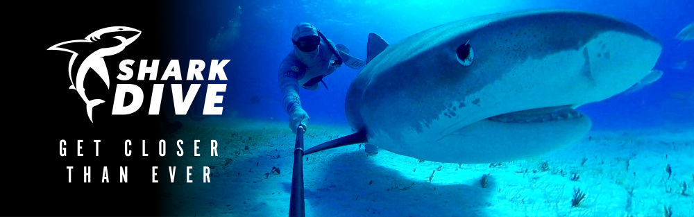 Potápění za žraloky