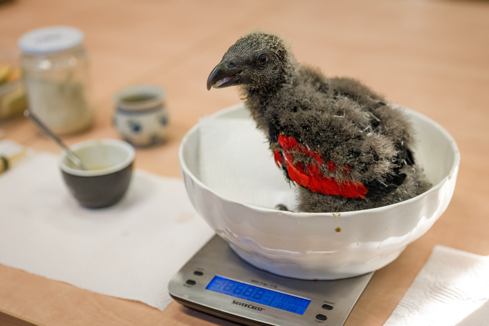 Foto: Petr Hamerník, Zoo Praha