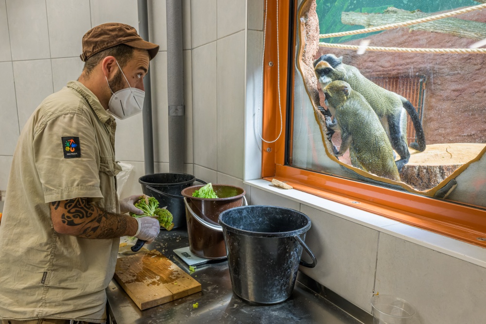 The feed preparation rooms have large windows facing directly into the exhibits, allowing both the keepers and the animals to observe what’s happening on the other side. Photo: Petr Hamerník, Prague Zoo