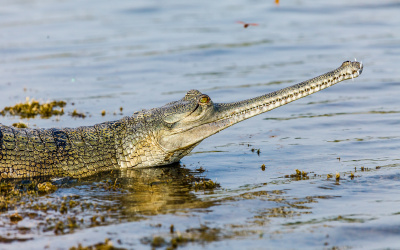 Foto: Miroslav Bobek, Zoo Praha