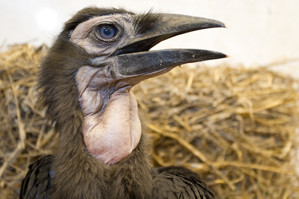 Foto: Tomáš Adamec, Zoo Praha Foto: Tomáš Adamec, Zoo Praha