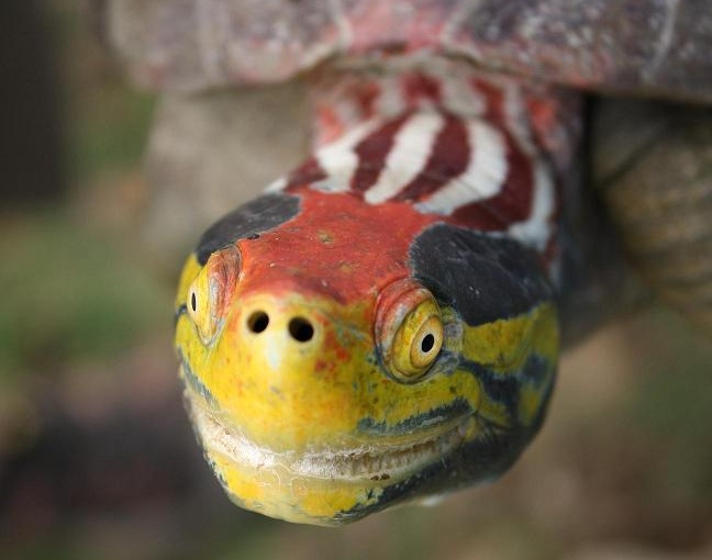 Kromě gaviálů je Čambal domovem také pro kriticky ohrožené želvy druhu batagur kachuga. Foto: Sheena Koeth
