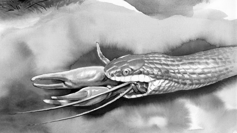 Užovka sedmipruhá loví čerstvě svlečené raky – dost měkké, aby se dali spolknout.