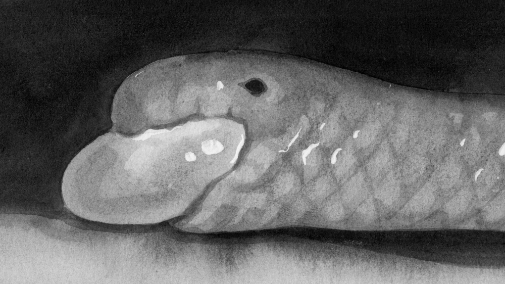 Slepáci jsou tak malí, že mnozí žerou výhradně vajíčka, larvy či kukly mravenců a termitů.