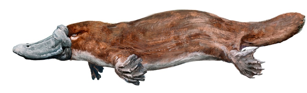 Platypus (c) Pavel Procházka