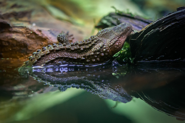 Samička varanovce bornejského, která bude od středy 21. prosince k vidění v nokturnu Indonéské džungle, se vylíhla v roce 2014 a nyní měří 33 cm. Foto Petr Hamerník, Zoo Praha