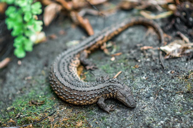 Varanovec bornejský má velmi protáhlé tělo a dlouhý ocas a naopak krátké nohy. Foto Petr Hamerník, Zoo Praha
