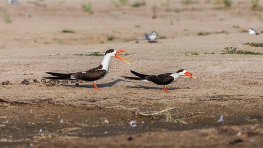 Zobouni asijští – další z obyvatel povodí Čambalu – patří k ohroženým druhům indického subkontinent. Foto: Miroslav Bobek, Zoo Praha