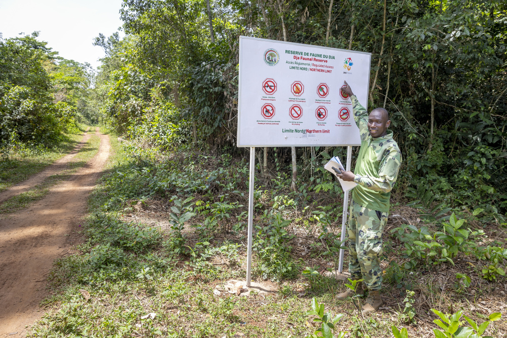 Zoo Praha v Kamerunu podporuje správu Biosférické rezervace Dja, kde žijí gorily nížinné (Gorilla gorila gorilla) a další ohrožení živočichové. V roce 2021 financovala výrobu a umístění 96 tabulí, které vymezují hranice oblasti a zvyšují povědomí místních obyvatel o existenci zóny s ochrannými podmínkami. Foto: Miroslav Bobek