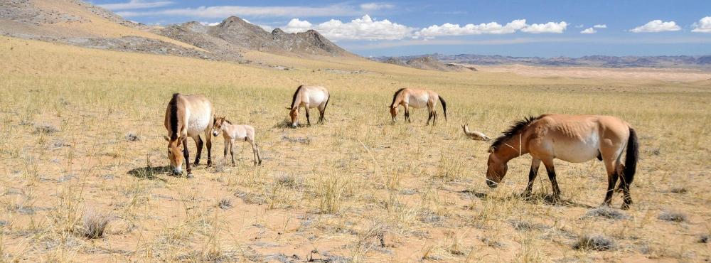 Pomáháme jim přežít