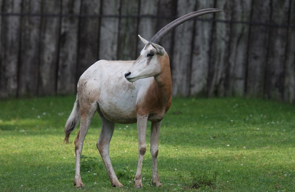 Přímorožec šavlorohý – druh zařazený na Červeném seznamu do kategorie „vyhynulý v přírodě“. Foto © archiv Zoo Praha