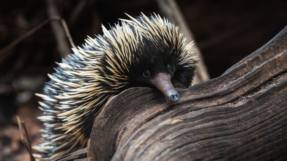 Samec ježury australské, foto: Oliver Le Que, Zoo Praha