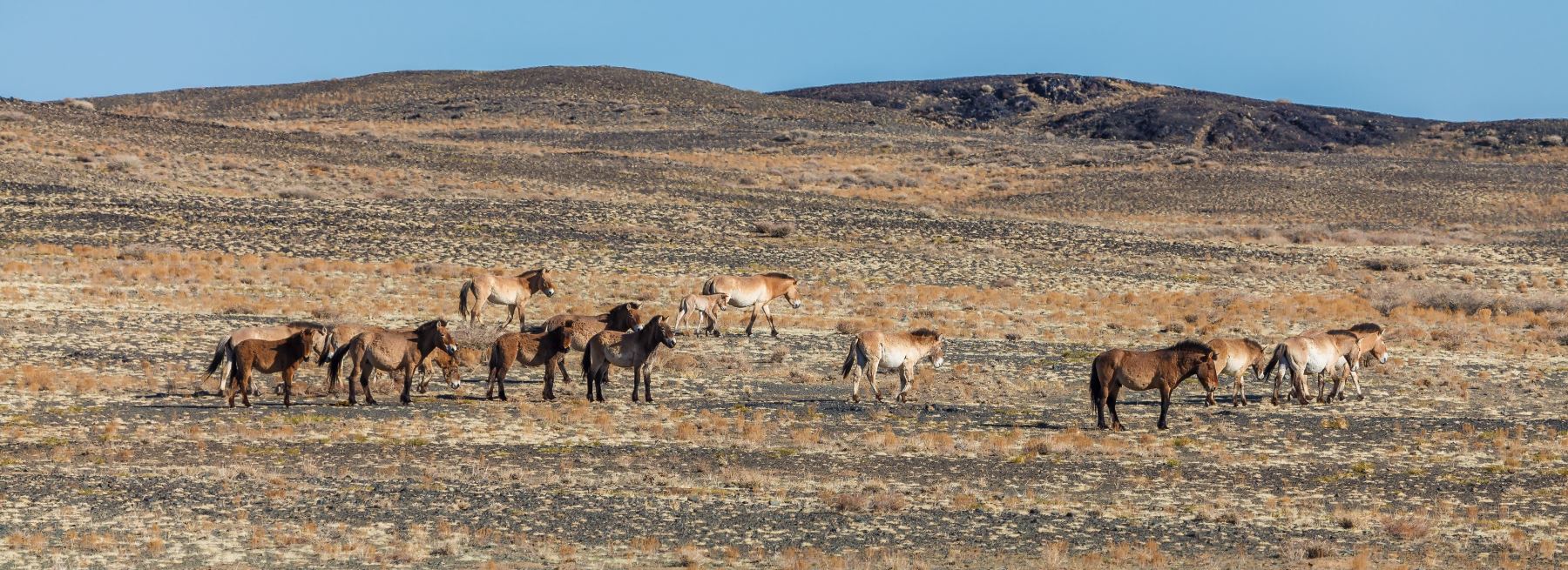 Zeta ve stádu., Foto: Miroslav Bobek, Zoo Praha