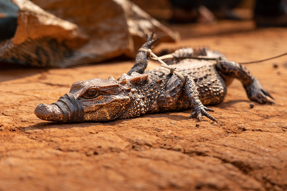 DSC00015 export krokodyl olq