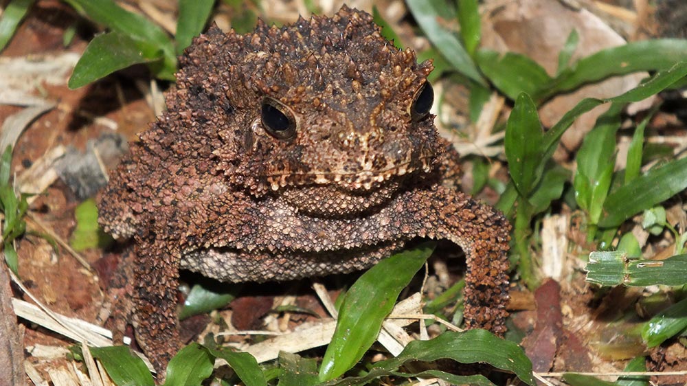 Sclerophrys tuberosa dja. Foto: Daniel Frynta
