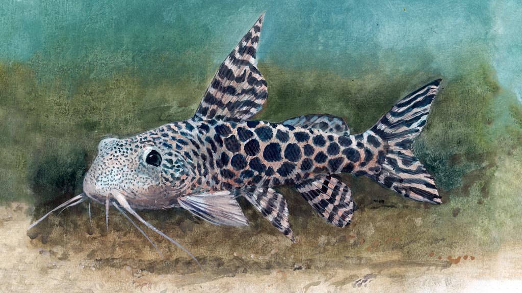 Synodontis pardalis