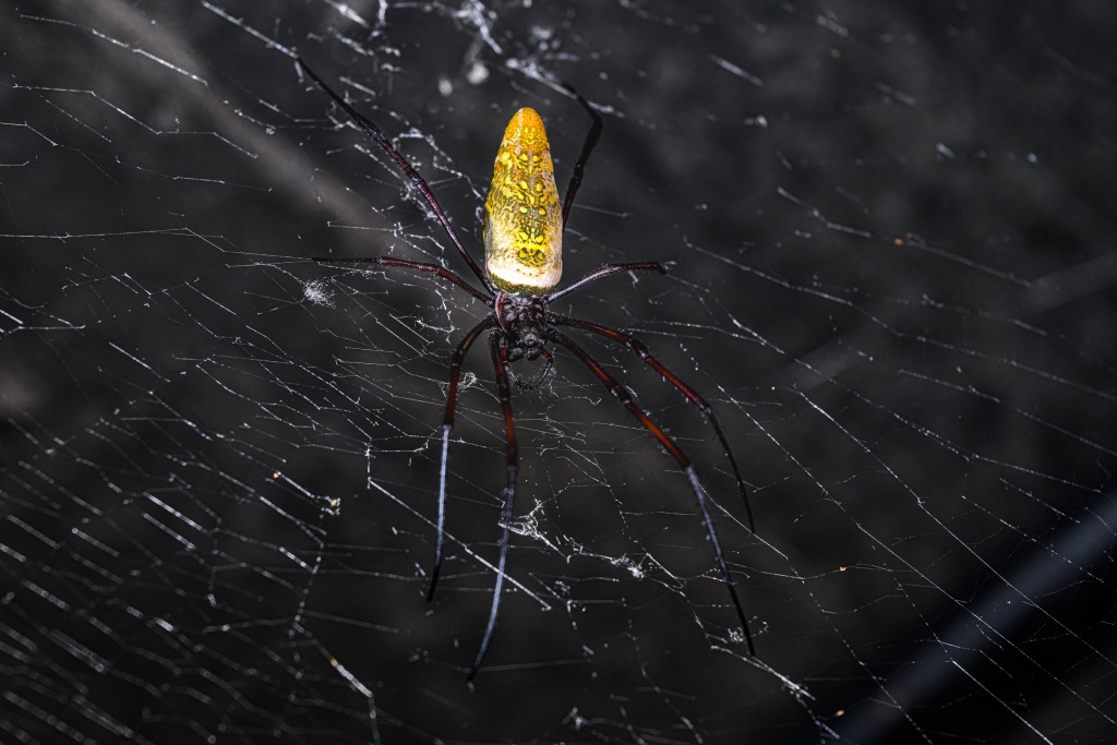 Nefila zlatá. Foto: Petr Hamerník, Zoo Praha.