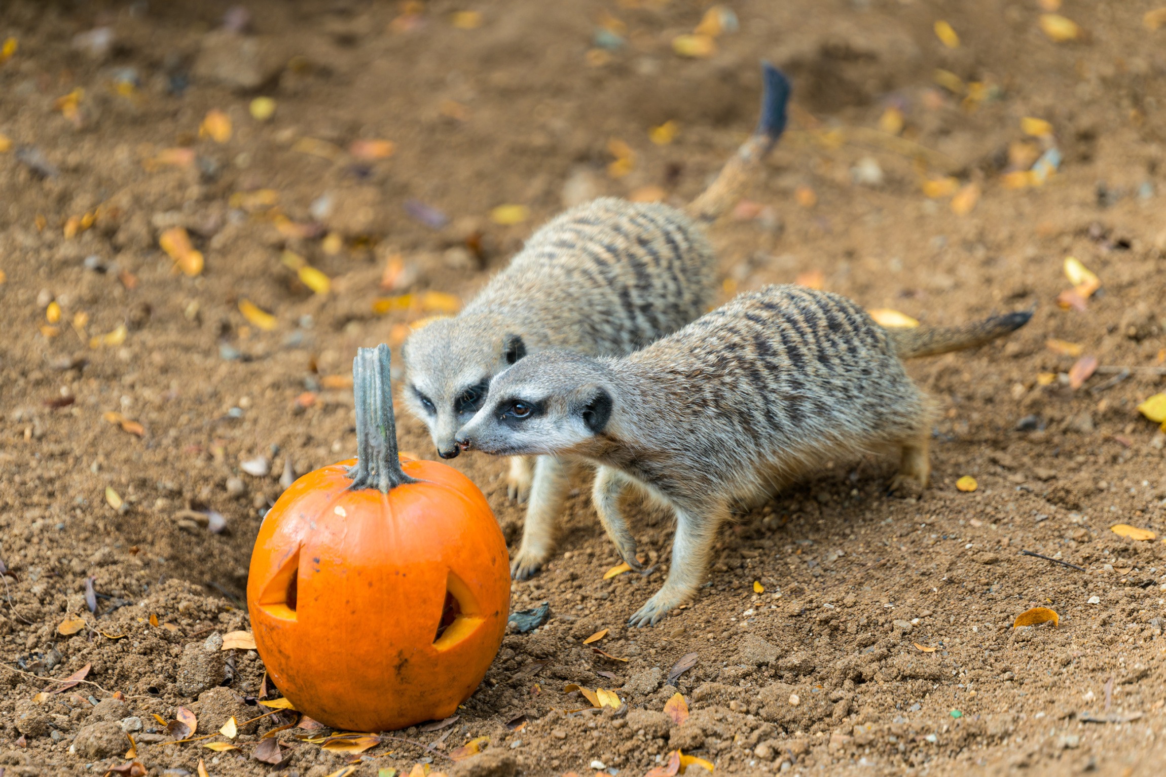 Oblíbené surikaty naleznou v dýních hmyz. Foto: Petr Hamerník, Zoo Praha