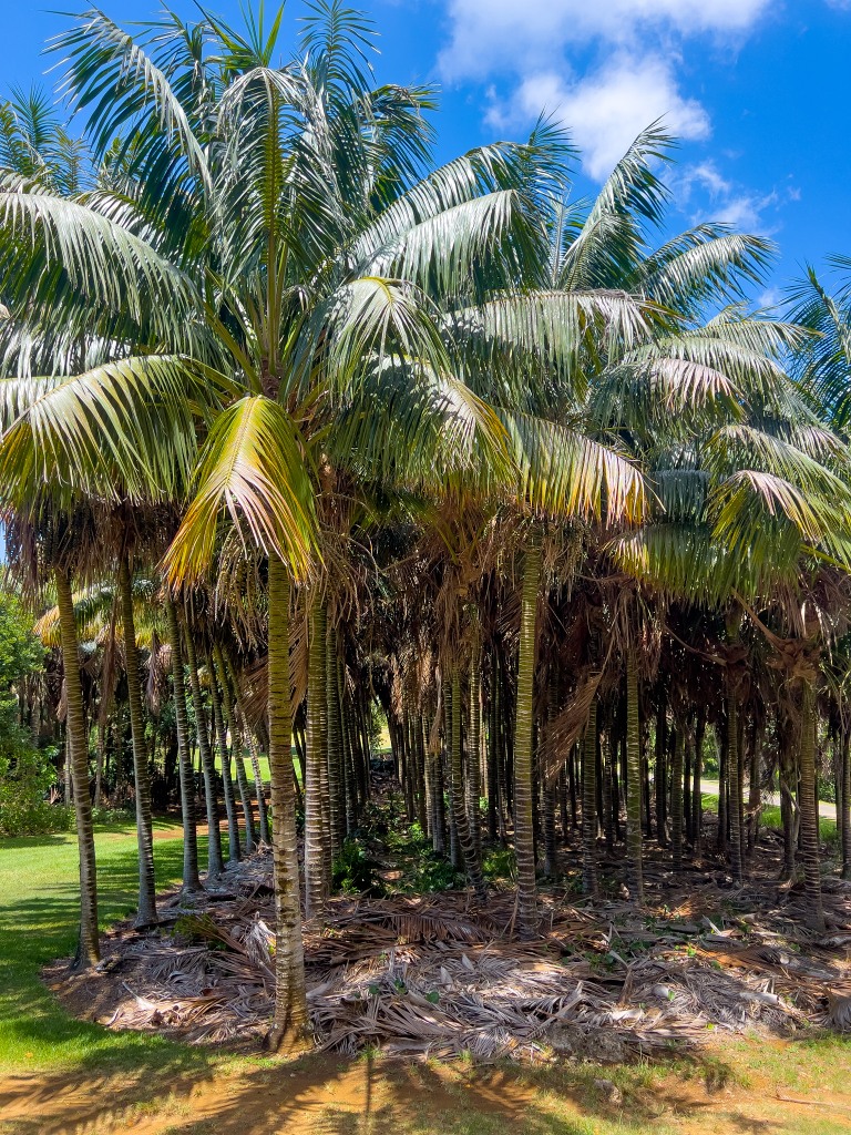 Snímek kencií přímo z Ostrova lorda Howea. Foto: Miroslav Bobek, Zoo Praha