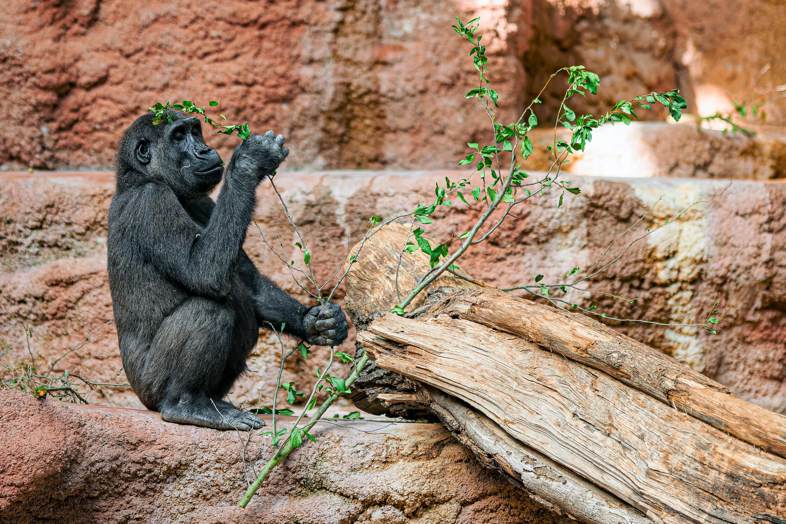 Mezi obdarovanými samozřejmě nemohou chybět gorily nížinné. Na fotografii mladý sameček Ajabu v Rezervaci Dja. Foto: Petr Hamerník, Zoo Praha