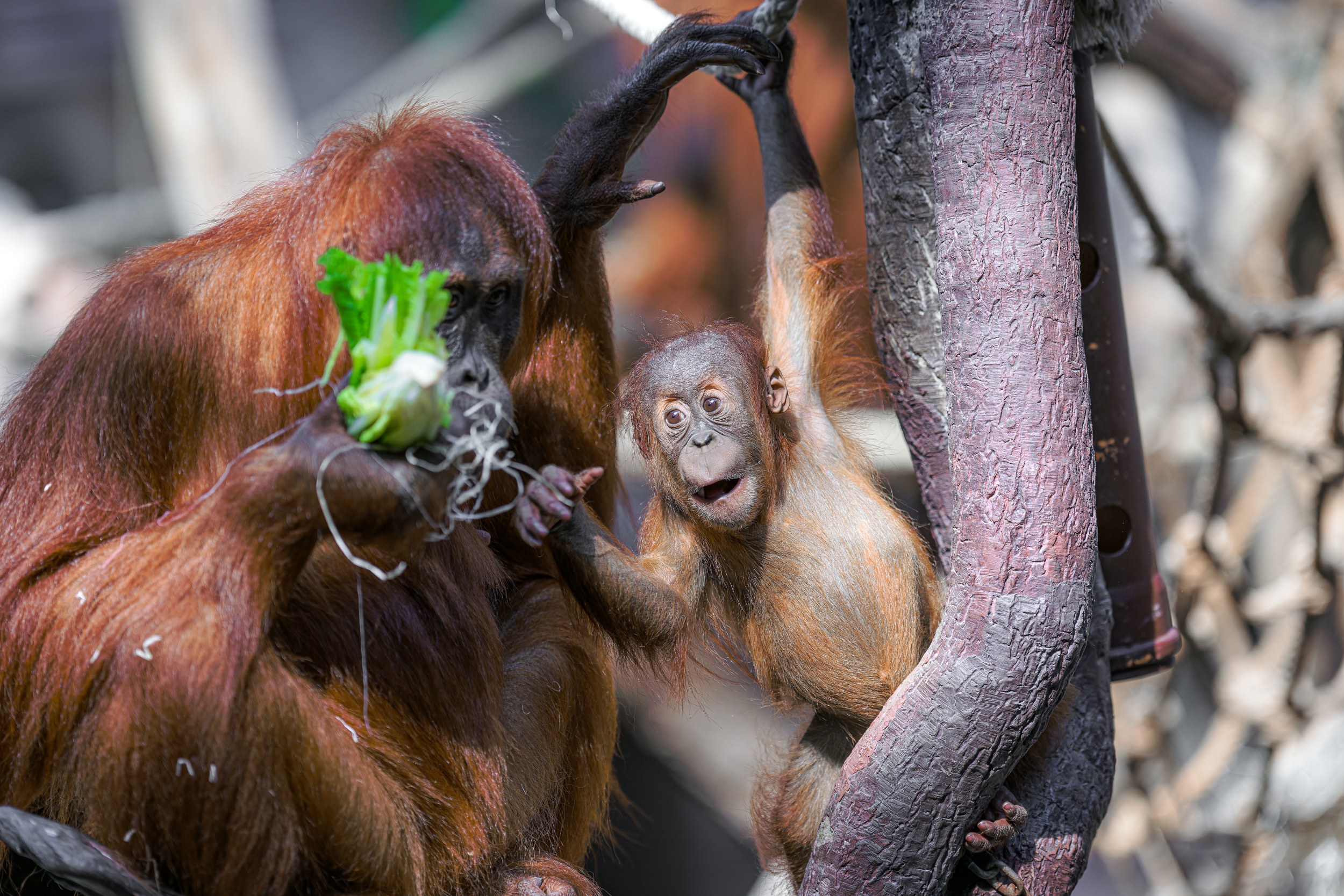 Dalšími šťastnými obdarovanými se stanou orangutani sumaterští v pavilonu Indonéská džungle. Foto: Petr Hamerník, Zoo Praha