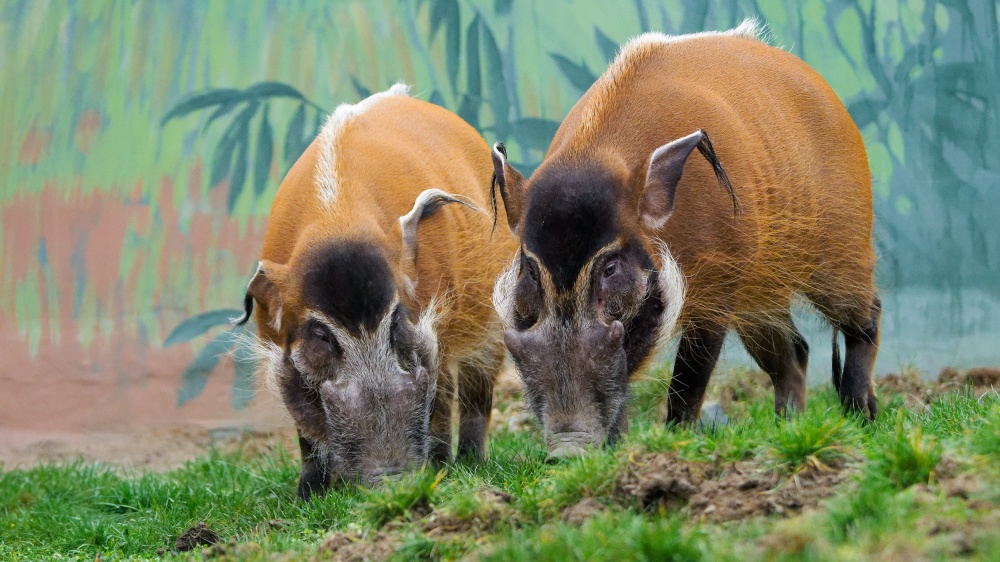 Foto: Petr Hamerník, Zoo Praha