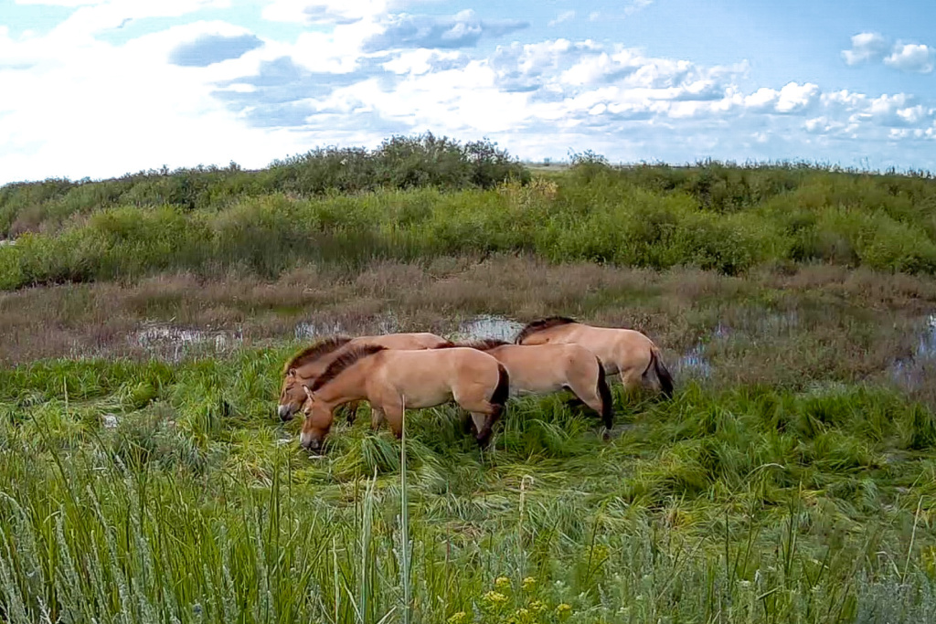 „Berlínské“ klisny u napajedla. Snímek z fotopasti