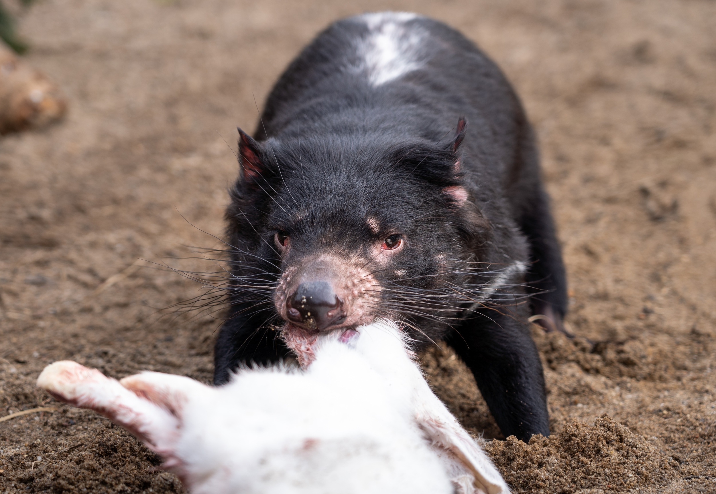 Visitors can recognize Durin (pictured eating a rabbit) and Elrond by the white stripes that run almost exactly down their spines. Photo Oliver Le Que, Prague Zoo