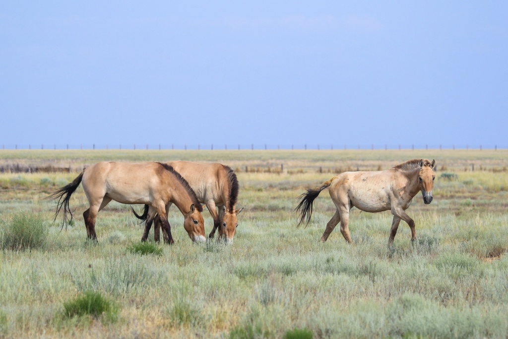 Zeta II (zcela vpravo) ve společnosti klisen Grace a Ziny. Foto: Albert Salemgarejev, Zoo Praha