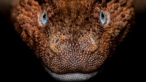 mravenecnici 300x169