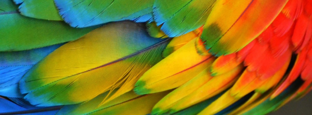 Sponzorství formulář