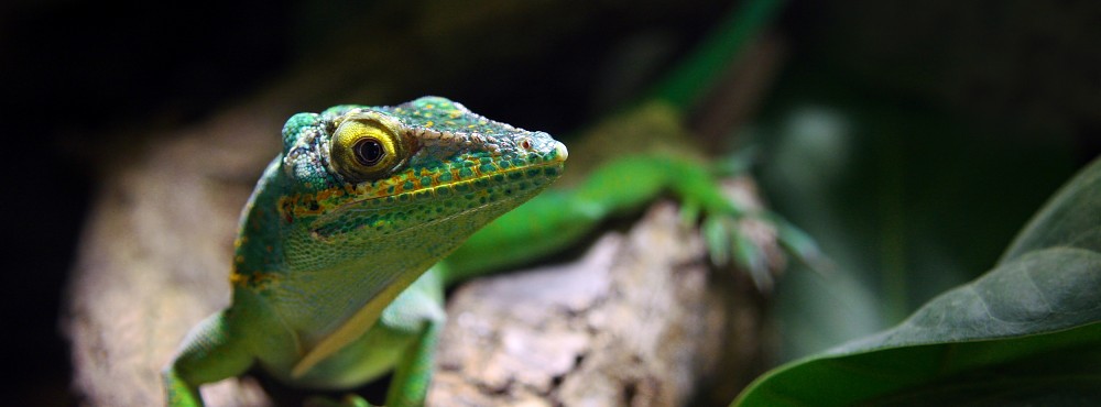 Fotografie ke stažení