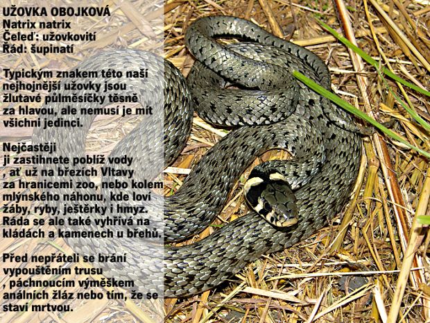 uzovka obojkova DSCN8939 foto Petr Velensky upraveny