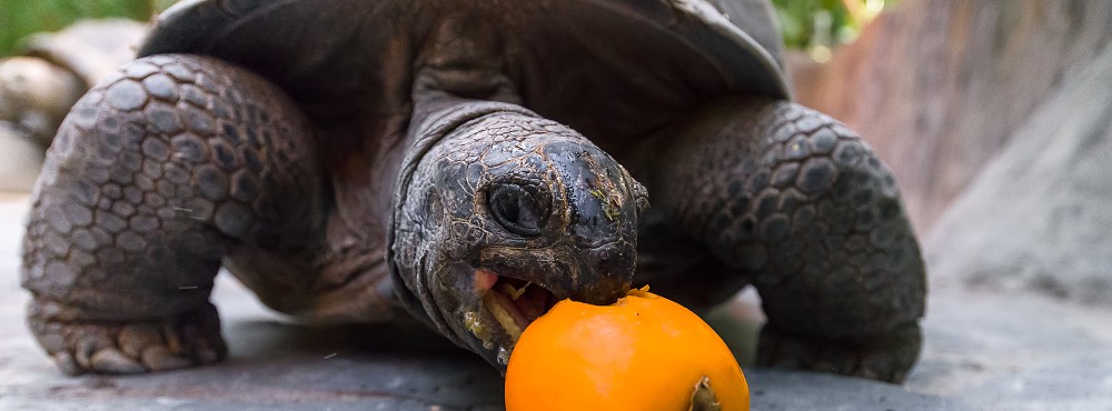 Komentovaná krmení a setkání