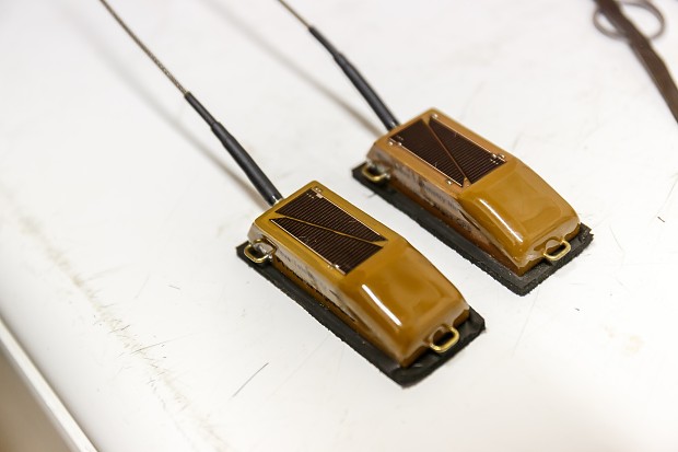 Detail vysílačky, díky níž je let kvakoše nočního monitorován. Foto: Zoo Praha