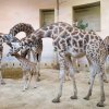 Foto: Tomáš Adamec, Zoo Praha