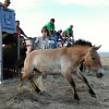 Jako první byla vypuštěna Gretel. Čtyřletá klisna, jejíž sestra Greta je v mongolském Tachin Talu již od roku 2012. Foto: Miroslav Bobek, Zoo Praha
