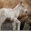 Foto (c) Tomáš Adamec, Zoo Praha