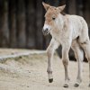 Foto (c) Tomáš Adamec, Zoo Praha