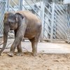 Janita. Foto: Archiv Zoo Praha