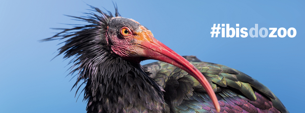 Ibis do zoo
