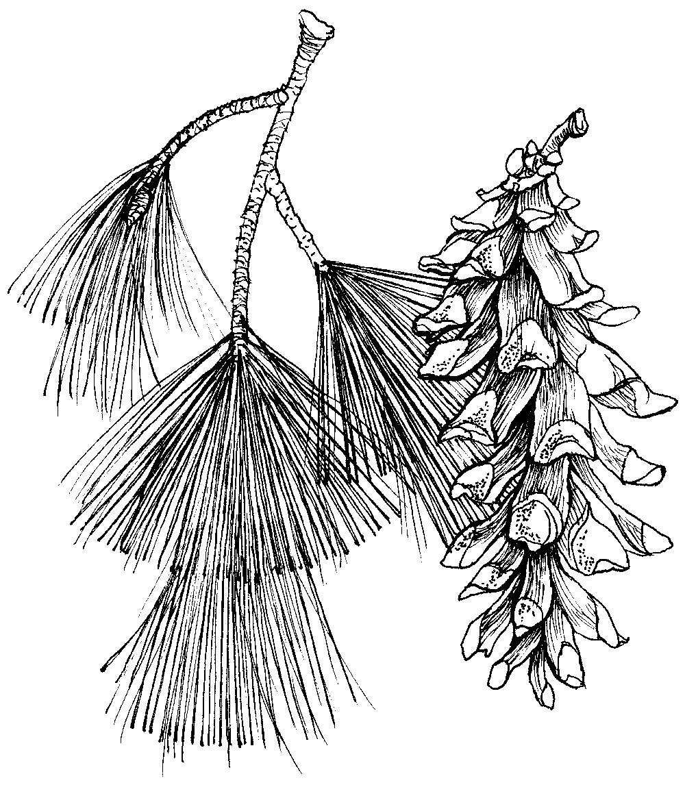 Borovice vejmutovka, perokresba: Eva Göndorová, Zoo Praha