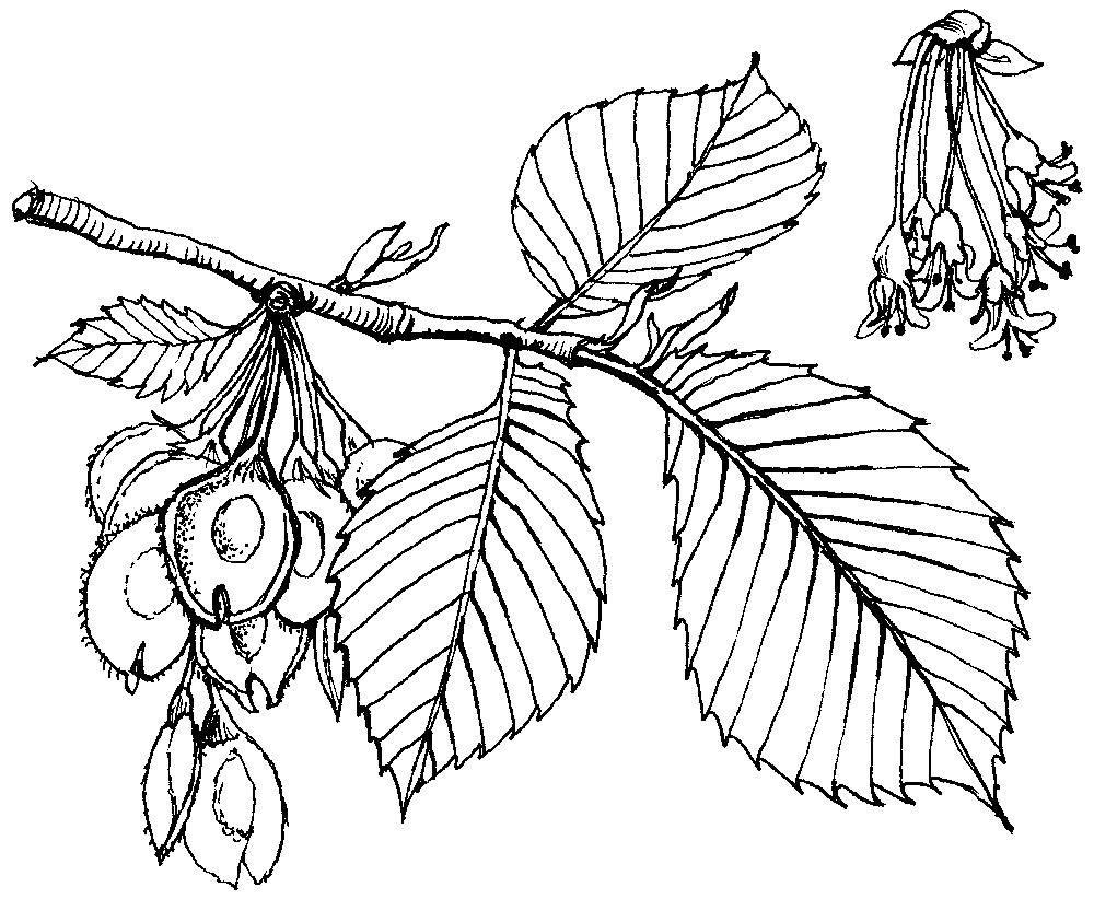 Jilm, perokresba: Eva Göndorová, Zoo Praha