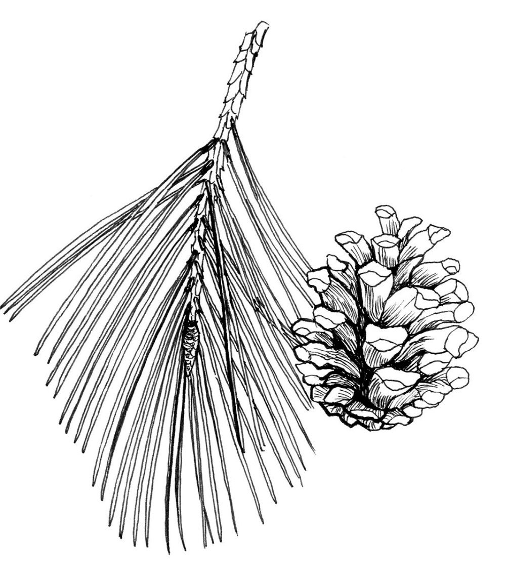 Borovice Heldreichova, perokresba: Eva Göndorová, Zoo Praha