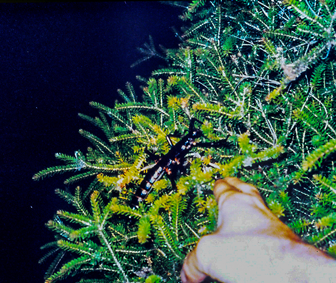 Depicting the first live Lord Howe Island stick insect discovered on Ball’s Pyramid, this photograph was taken by Nicholas Carlile during an extremely dangerous night-time ascent to the cliff edge where the tea tree bushes grew. He undertook the climb with Dean Hiscox, while the rest of the expedition spent the night at the base camp. Photo: Nicholas Carlile. Source: Return of the Phasmid, R. Wilkinson.