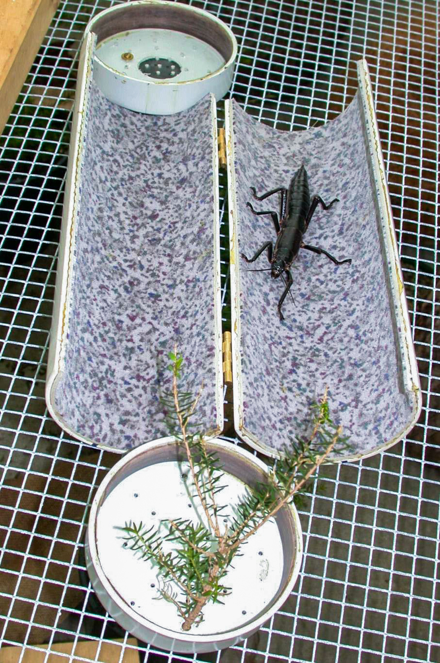 A special hinged tube lined with soft fabric was created to transport the Lord Howe Island stick insects from Ball’s Pyramid to breeding facilities. Photo: Patrick Honan. Source: Return of the Phasmid, R. Wilkinson.