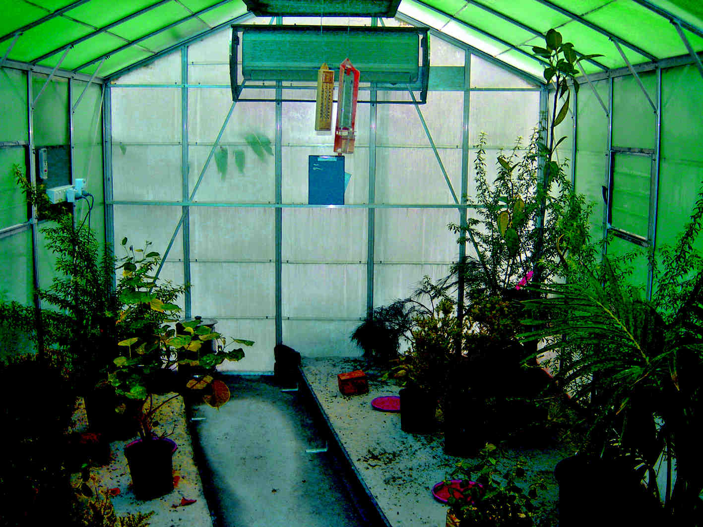 The original greenhouses for breeding Lord Howe Island stick insects at Melbourne Zoo. The old-fashioned electrical equipment, partially hidden under the leaves, ensures sufficient humidity. Photo: Patrick Honan. Source: Return of the Phasmid, R. Wilkinson